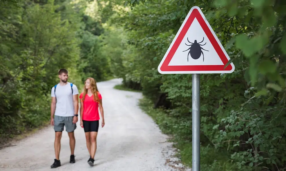 Természetes pajzs a vérszívók ellen: gyógynövények a kullancsűzésben