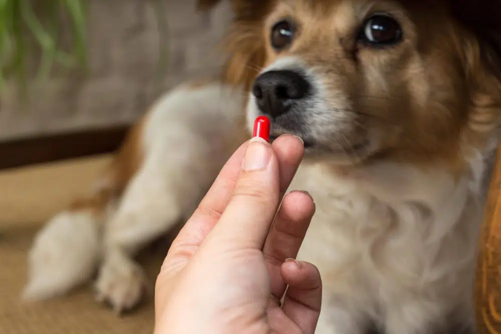 Kutya vitamin – Tényleg szüksége van rá a kedvencünknek? Kutya vitamin – Tényleg szüksége van rá a kedvencünknek?