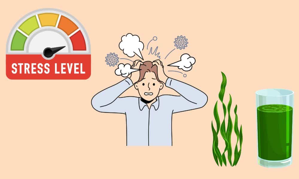 A chlorella és a spirulina alga együttes fogyasztása különösen ajánlott stresszes életmódot folytatók részére