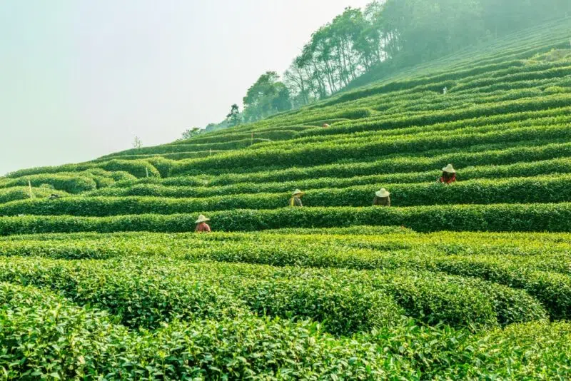 Csészébe zárt antioxidáns kincs: A zöld tea varázslatos világa