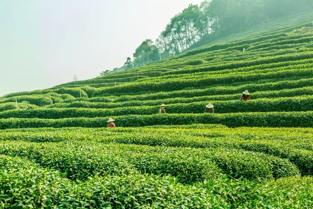 Csészébe zárt antioxidáns kincs: A zöld tea varázslatos világa Csészébe zárt antioxidáns kincs: A zöld tea varázslatos világa
