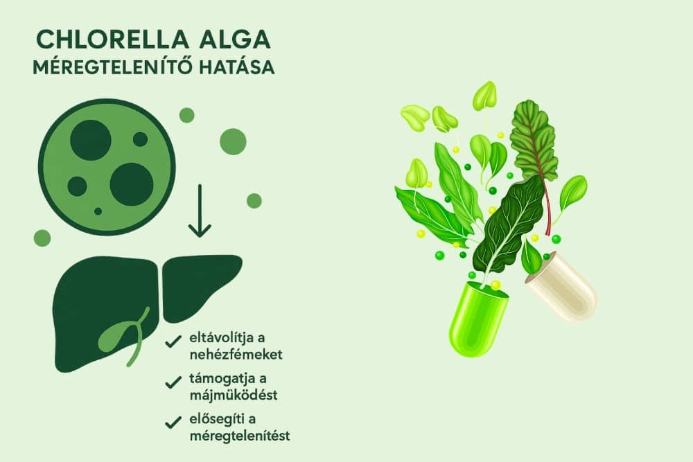 A chlorella alga hatása: Méregtelenítés