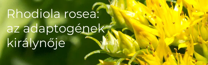 Biomenü Bio Rhodiola Rosea por és kapszula készítményekért kattints!
