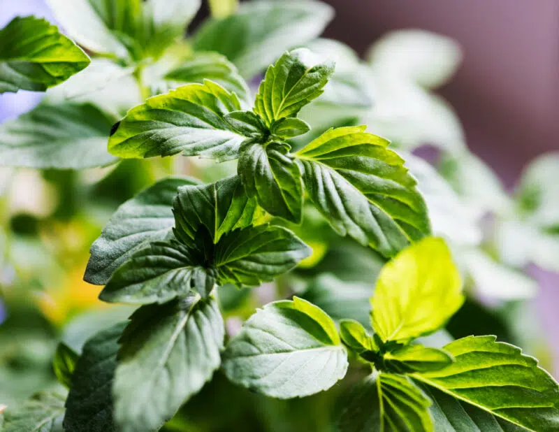 tulsi