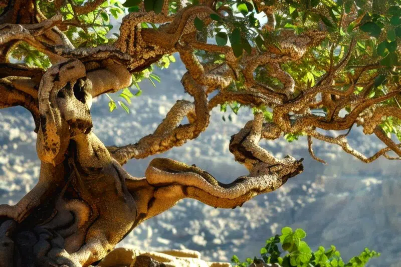 Boswellia